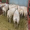 First prize Texel